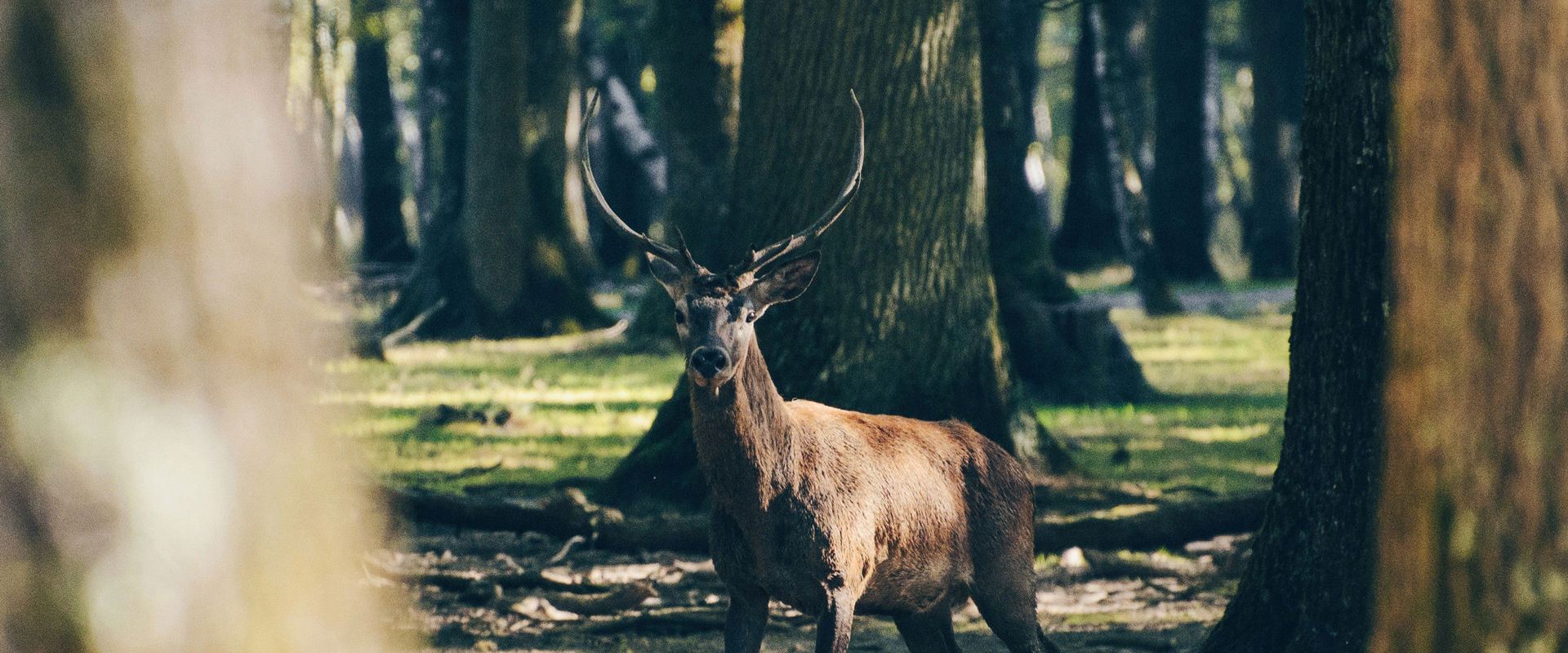 Hunting in South Tyrol Deer in the trees in the forest.