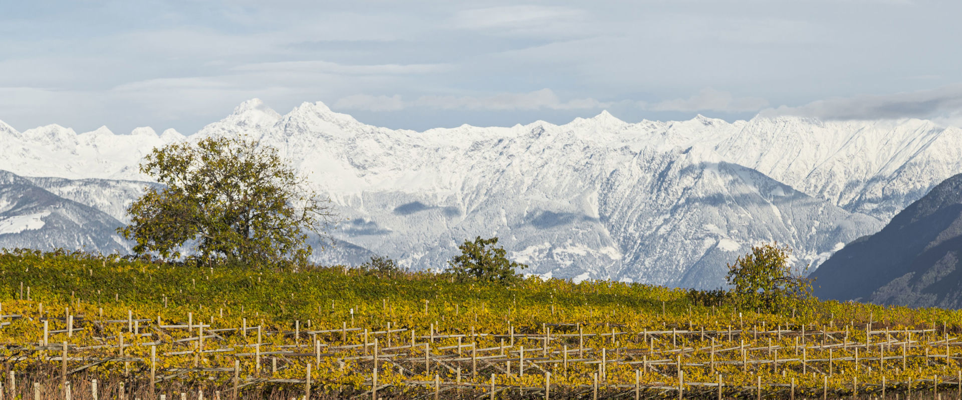 Vines Vines with view on the sourraunding mountains