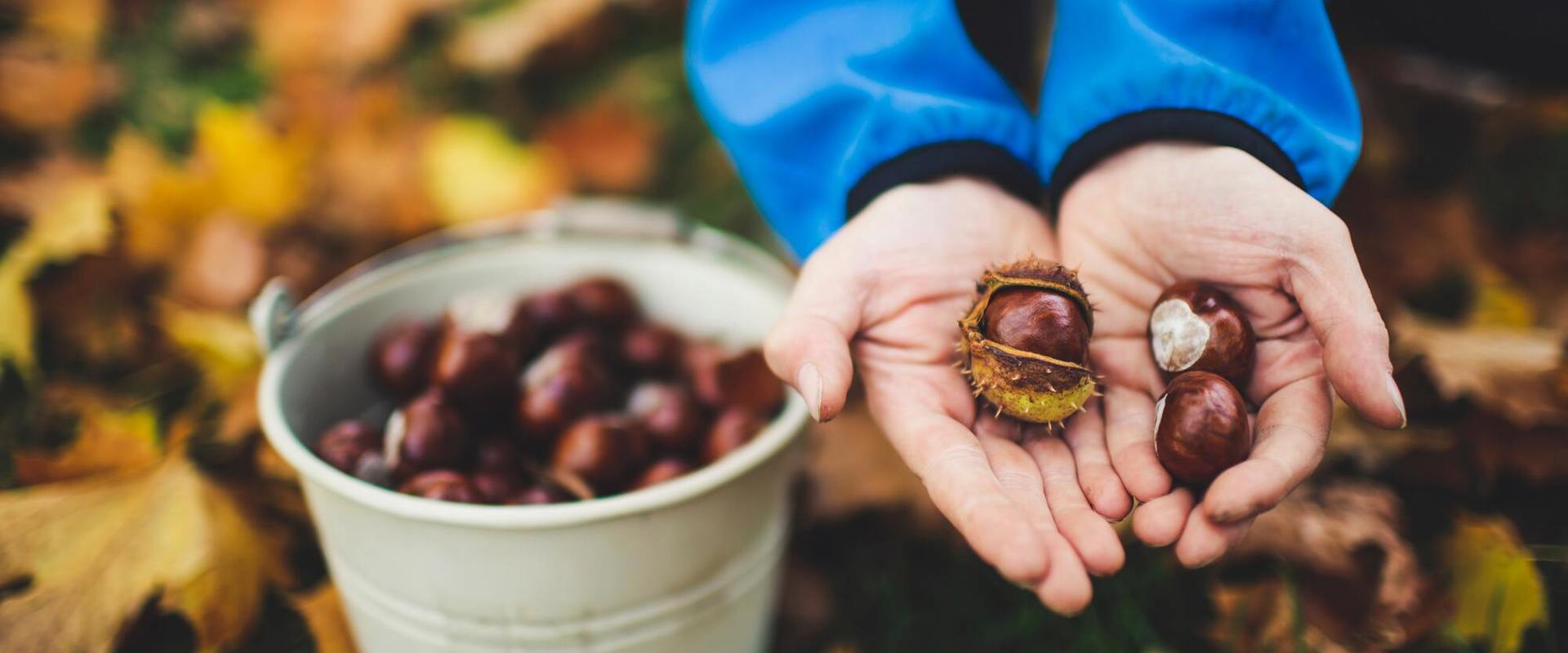 Chestnut adventure trail in Völlan. Woman collecting chestnuts in a bucket on the ground.